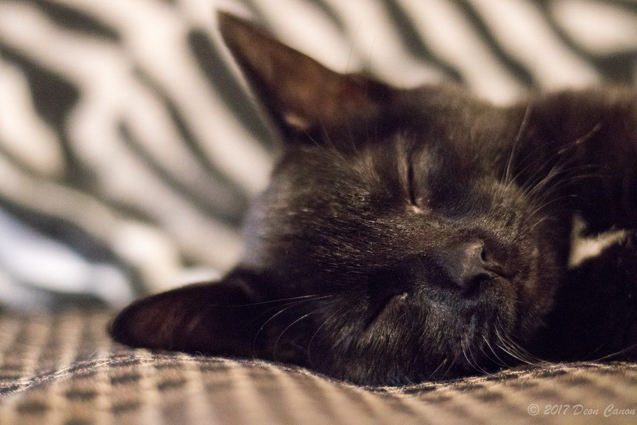 Why Do Cats Cover Their Faces When They Sleep? Cute Or?