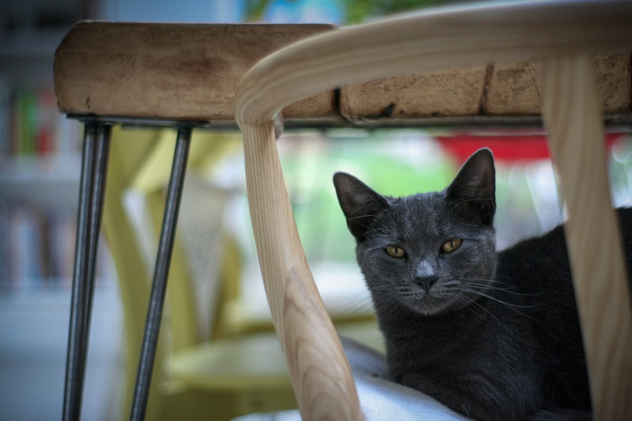 Why Do Cats Gag At Combs? The Surprising Truth Behind It