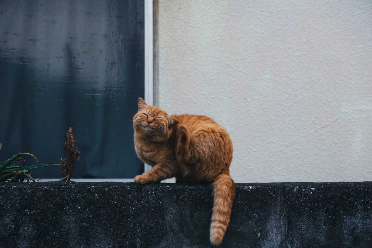 Why Do Cats Gag At Combs The Surprising Truth Behind It