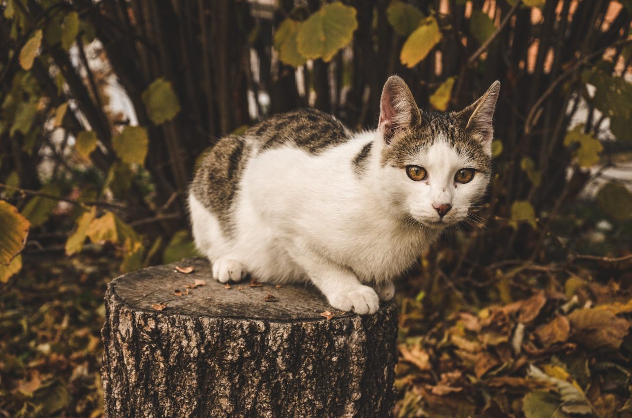 Why Do Cats Gag At Combs The Surprising Truth Behind It