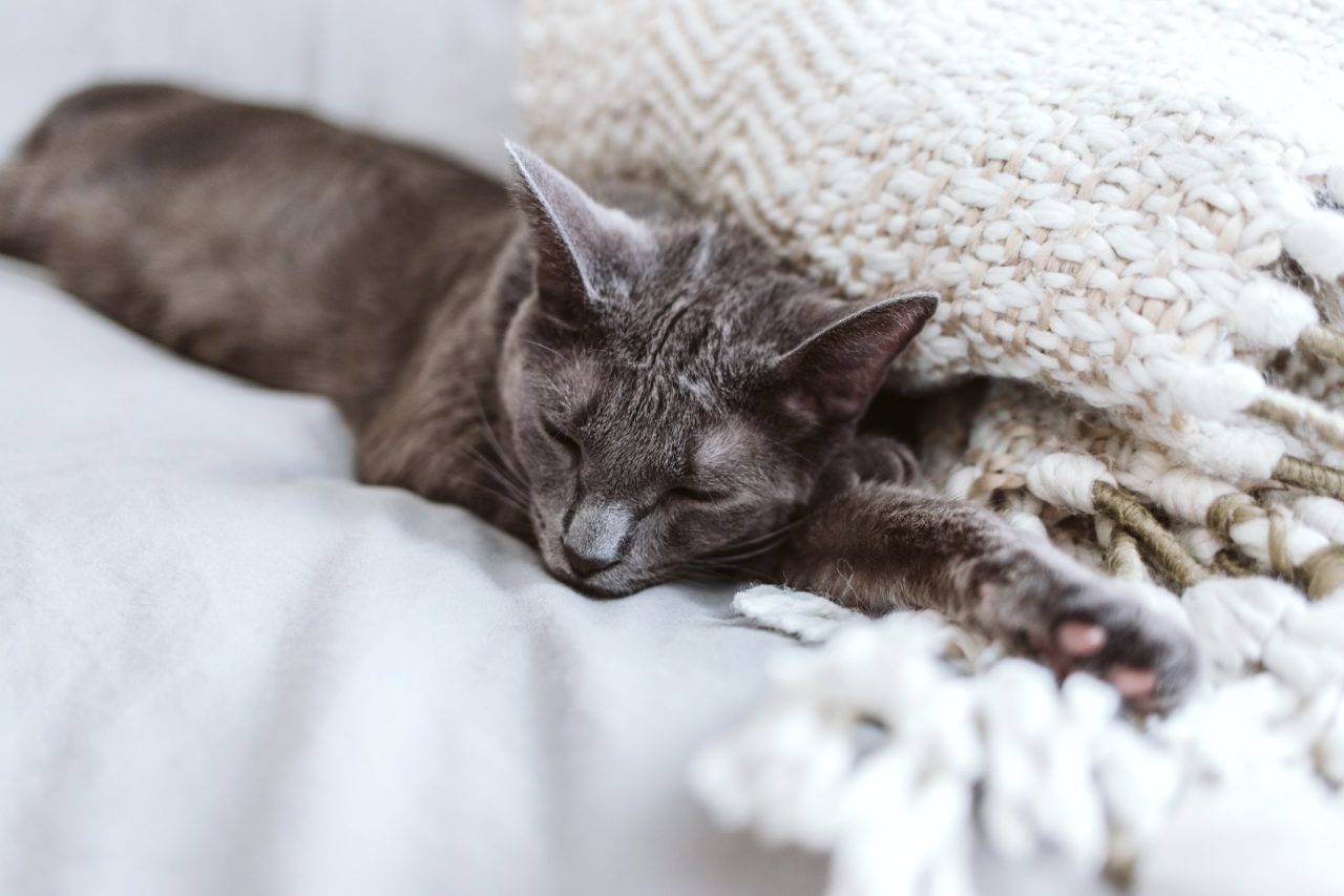 Why Do Cats Knead And Bite Blankets 7 Most Common Reasons