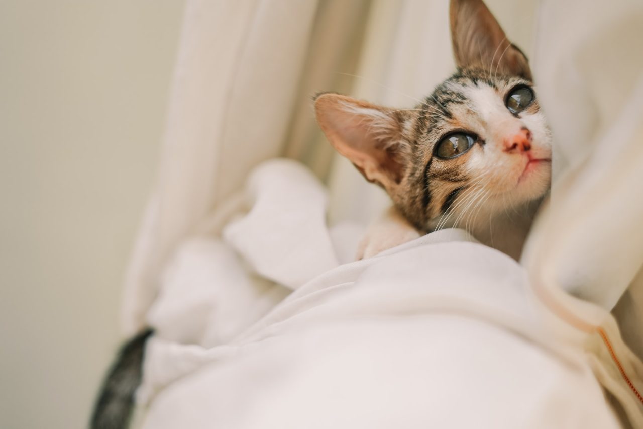 Why Do Cats Knead And Bite Blankets: 7 Most Common Reasons