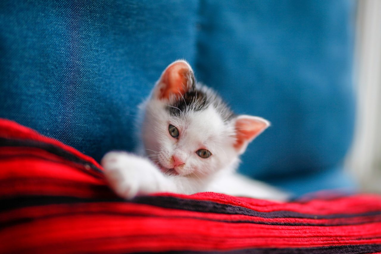 Kediler Neden Battaniyeleri Yoğurur ve Isırır? En Yaygın 7 Neden