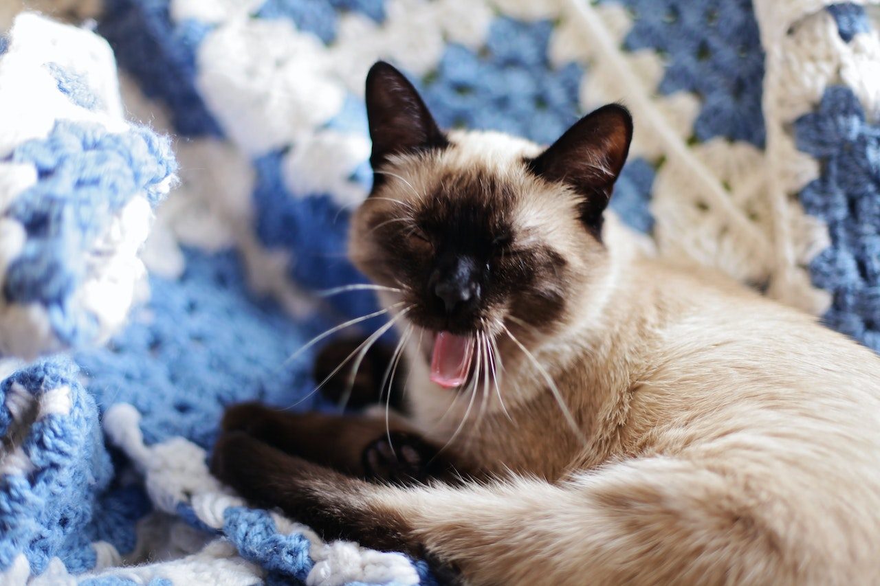 Why Do Cats Lick Blankets Harmless Fun Or A Harmful Habit