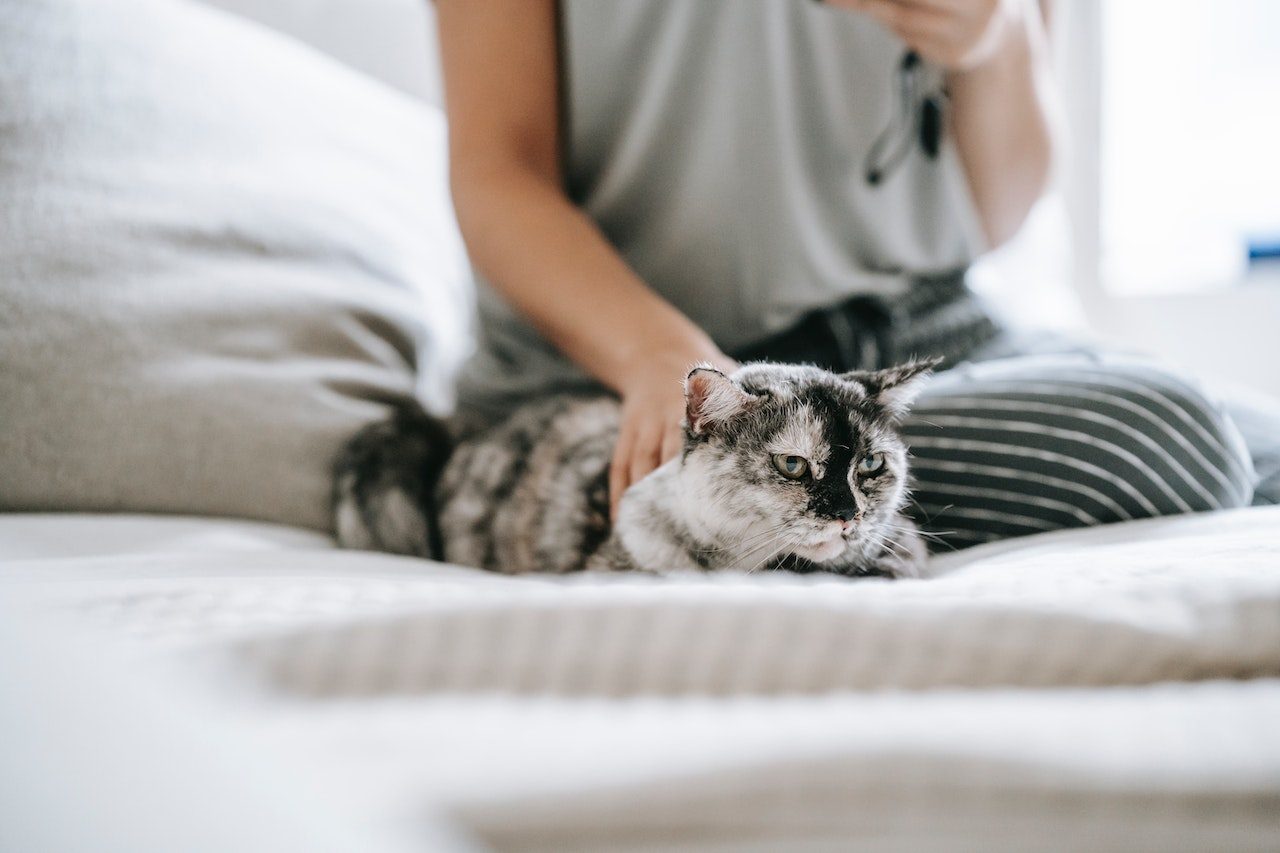 Why Do Cats Lick Blankets Harmless Fun Or A Harmful Habit