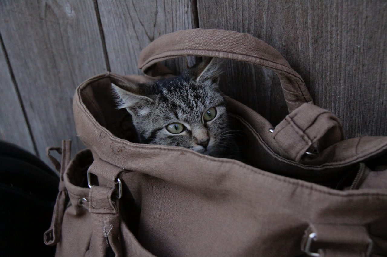 Kediler Neden Çantaları Sever? Elim sende mi oynuyorlar?