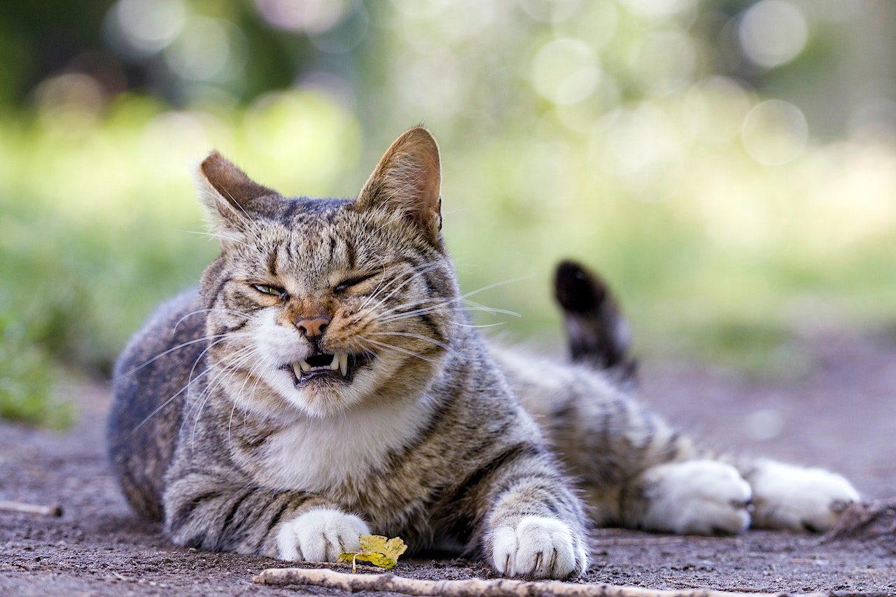 Why Do Cats Roll On Concrete Showing Cattitude Or