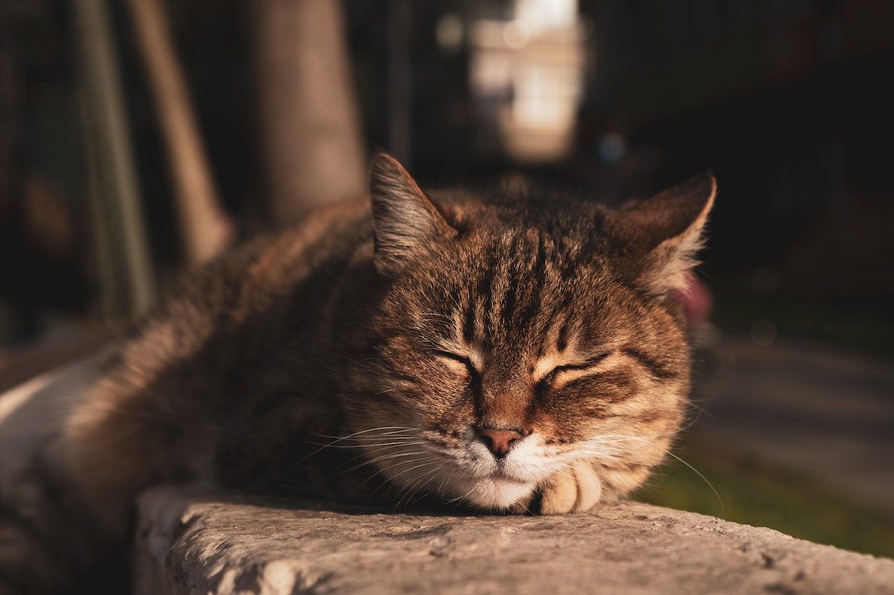 Why Do Cats Roll On Concrete Showing Cattitude Or