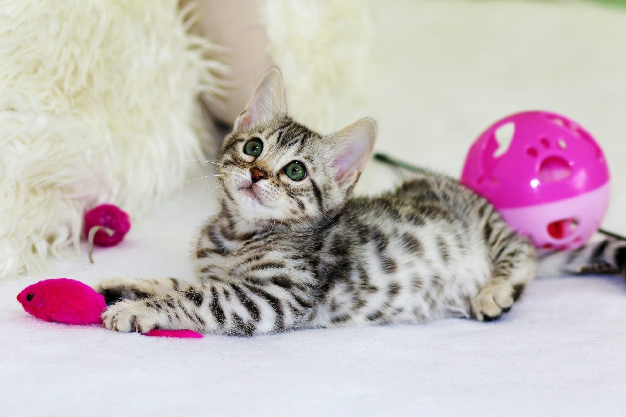 Why Do Cats Sit On Their Toys What's The Deal With That