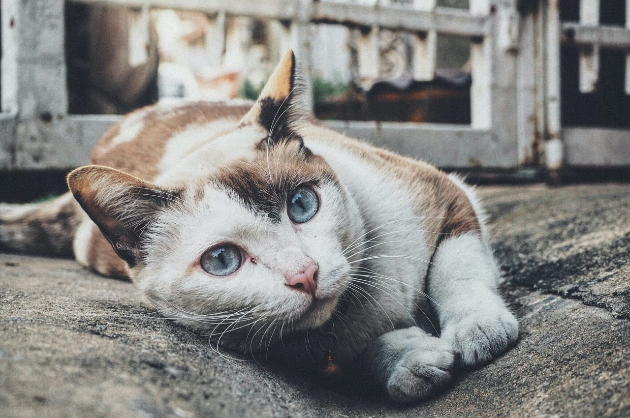 Why Do Cats Stare At Nothing 9 Surprising Reasons