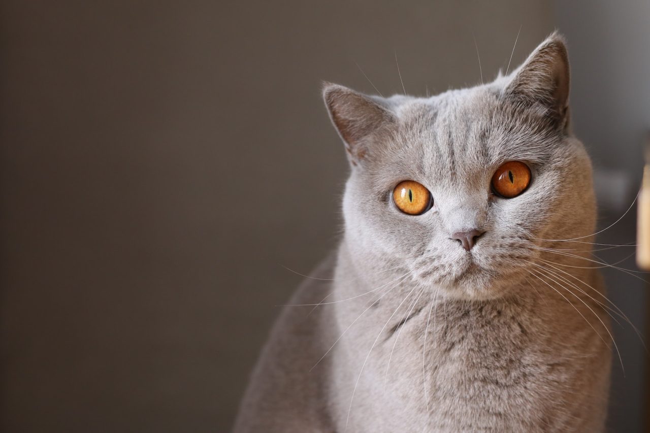 Why Do Cats Stare At Nothing 9 Surprising Reasons