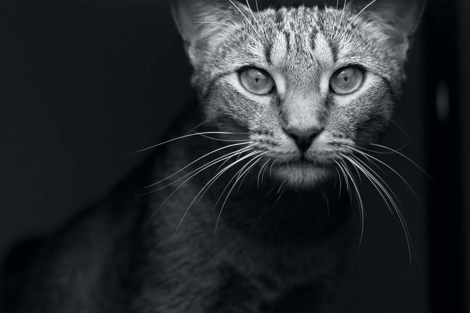 Why Do Cats Stare At Nothing? 9 Surprising Reasons