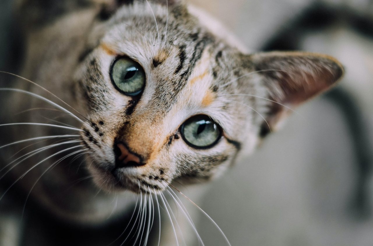 Kediler Neden Hiçbir Şeye Bakmaz 9 Şaşırtıcı Neden