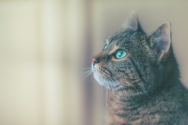 Why Do Cats Stare At Nothing? 9 Surprising Reasons