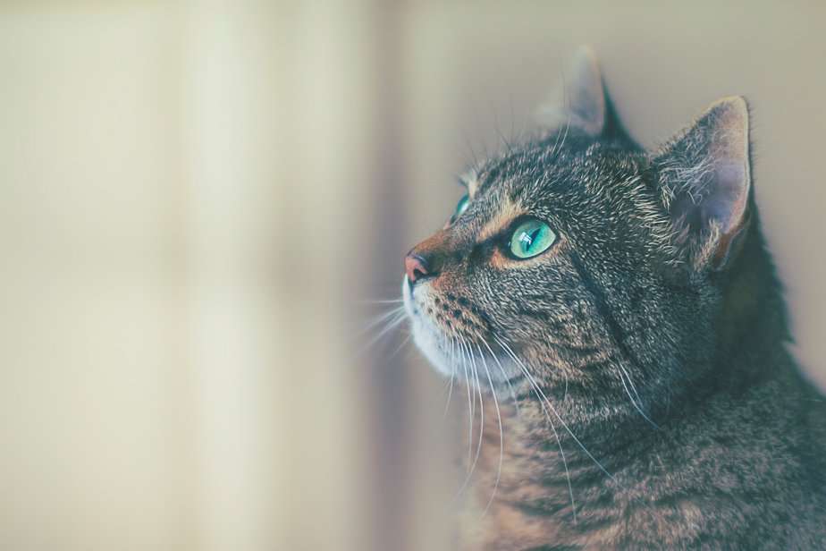 Why Do Cats Stare At Nothing? 9 Surprising Reasons