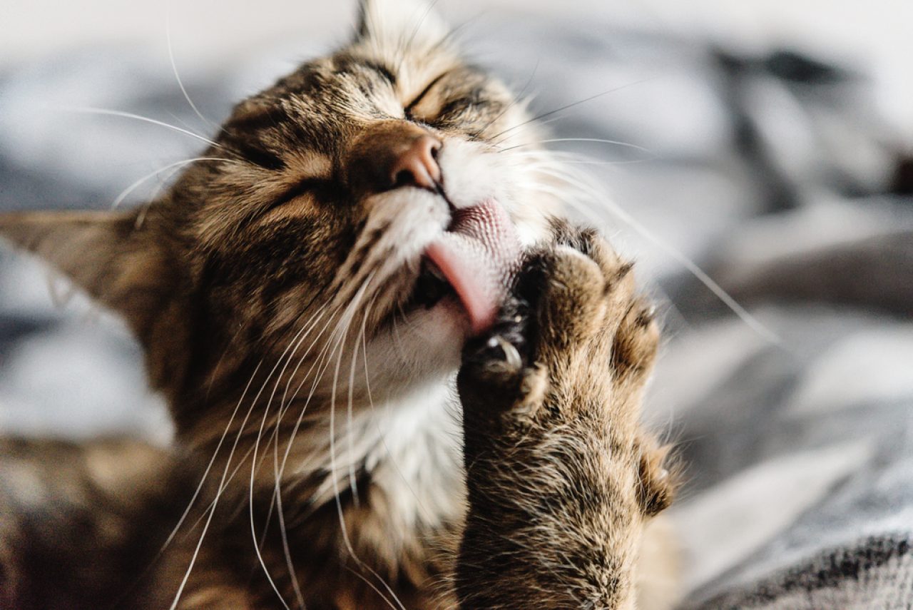 Why Does My Cat Lick The Shower Curtain? (Unusual Or Normal?)