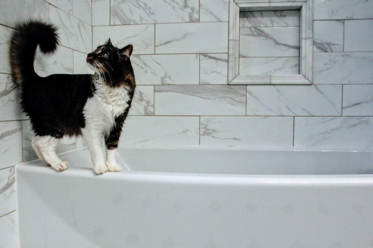 Why Does My Cat Lick The Shower Curtain? (Unusual Or Normal?)