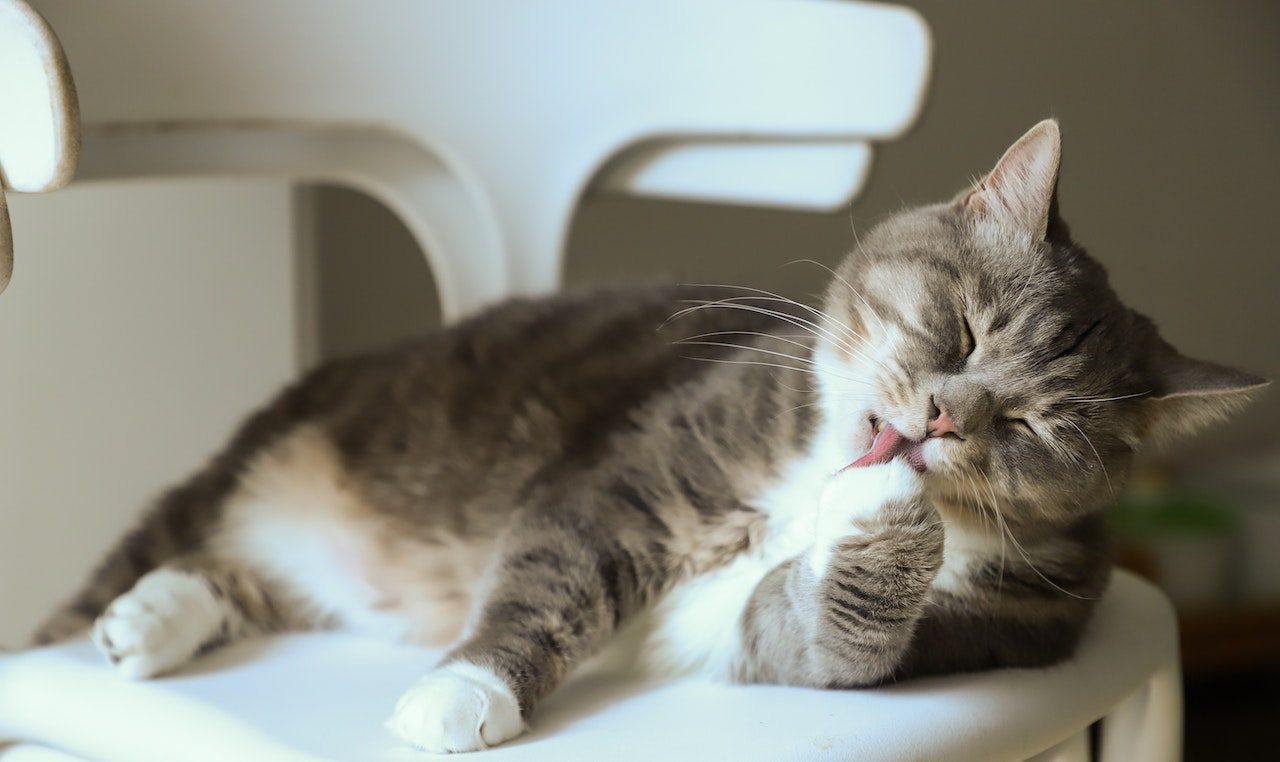 Why Does My Cat Lick The Shower Curtain? (Unusual Or Normal?)