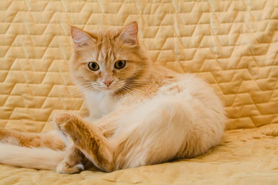 Why Does My Cat Lick The Shower Curtain? (Unusual Or Normal?)