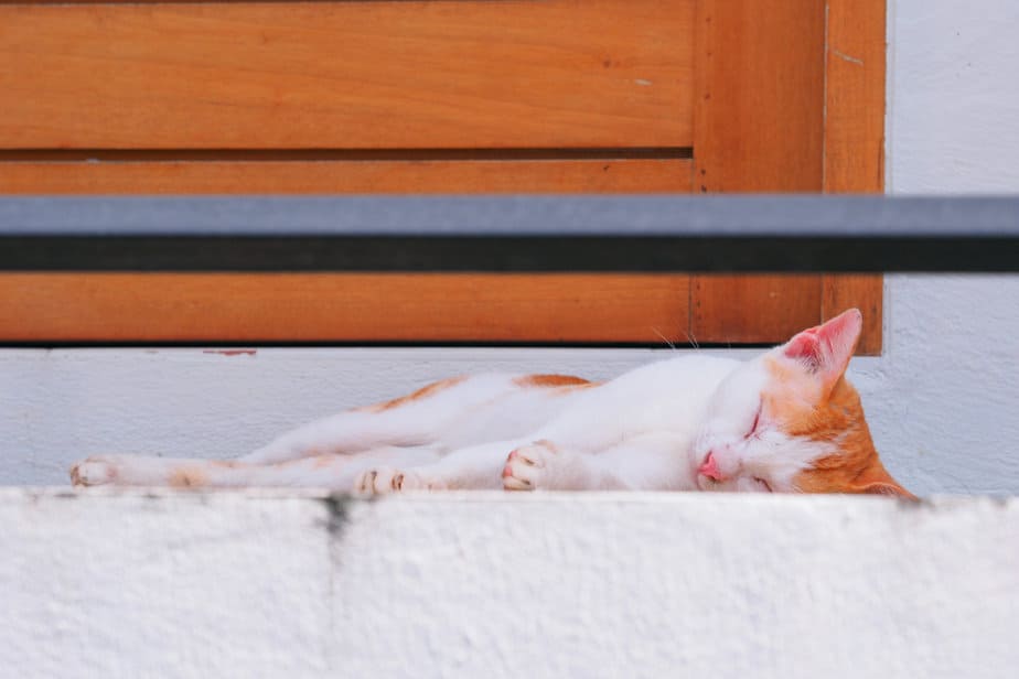 Why Does My Cat Sleep Outside My Door? The Adoorable Truth