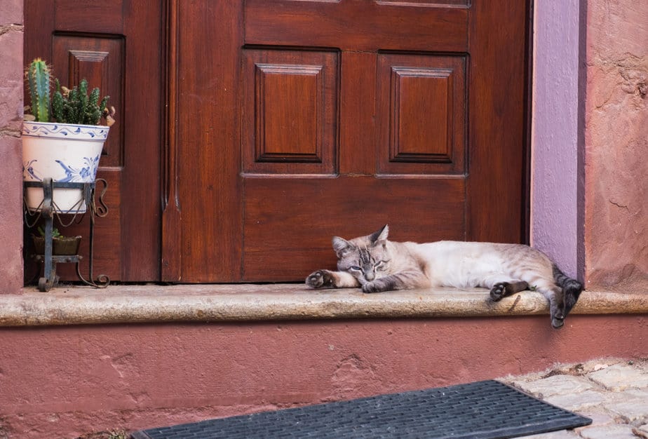 Why Does My Cat Sleep Outside My Door? The Adoorable Truth