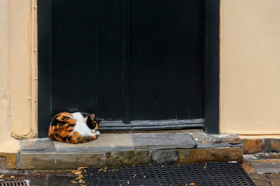 Why Does My Cat Sleep Outside My Door? The Adoorable Truth