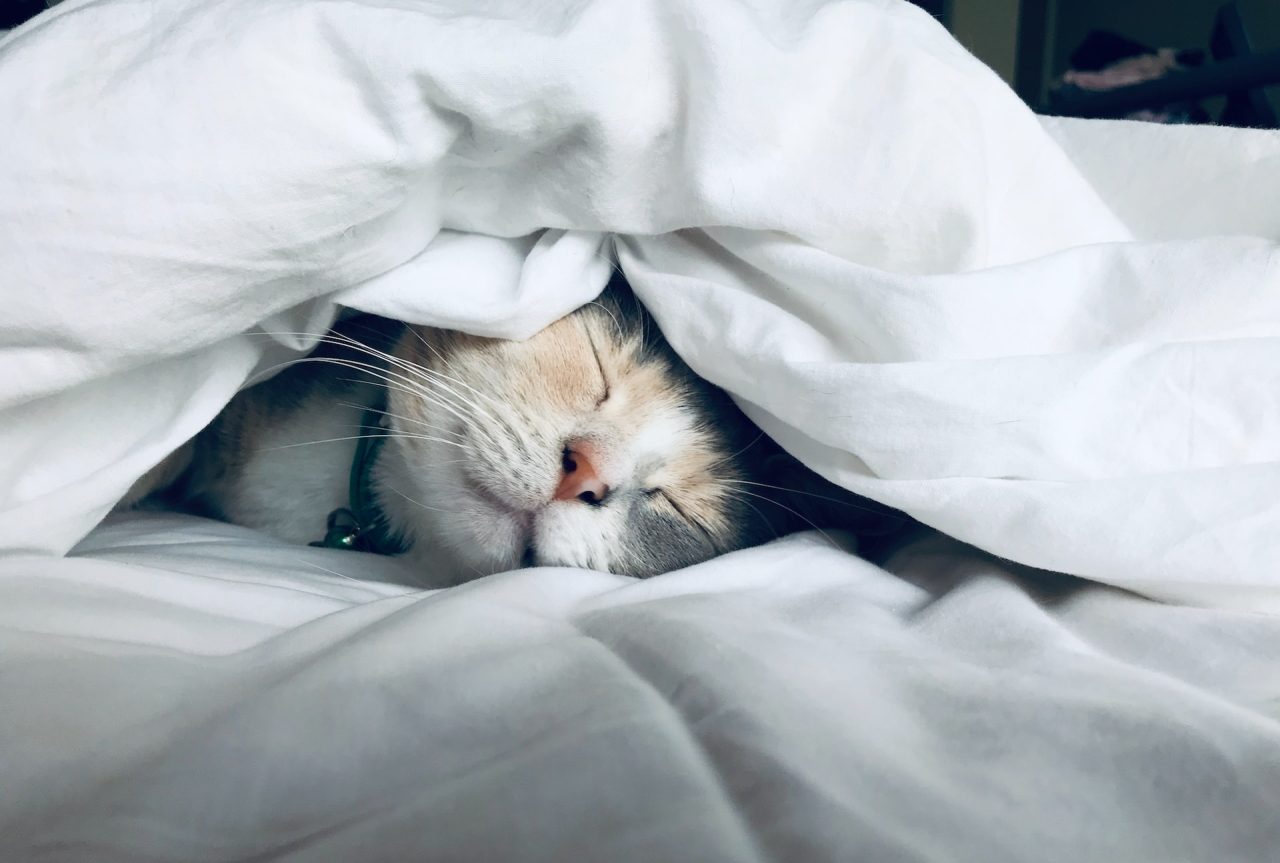 Kedim Neden Yatağımı Kazıyor Neden Bu Kadar Mırıldanıyor?