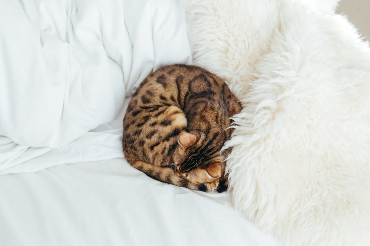 Kedim Neden Yatağımı Kazıyor Neden Bu Kadar Mırıldanıyor?