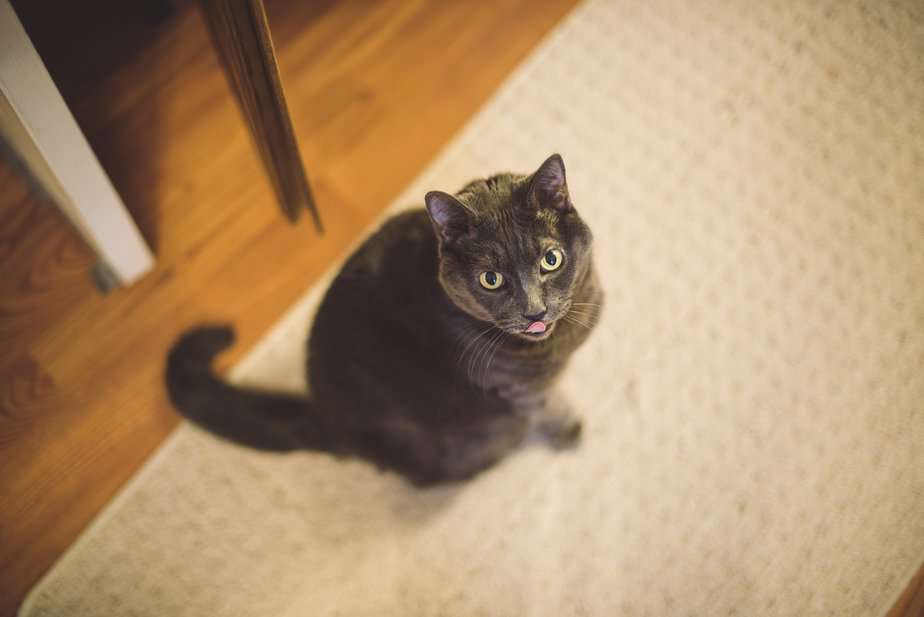 Why is my cat licking the floor 10 surprising reasons