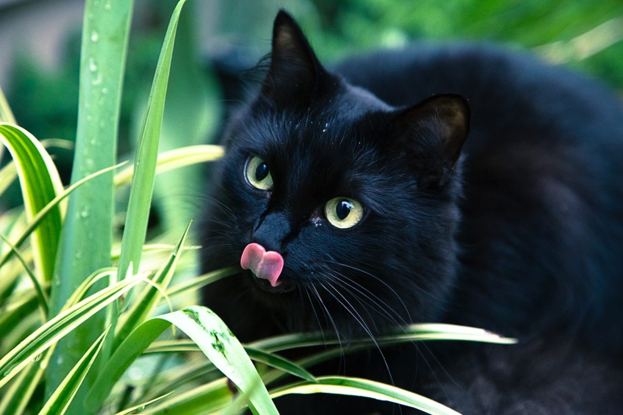 Why Is My Cat Licking The Floor 10 Surprising Reasons