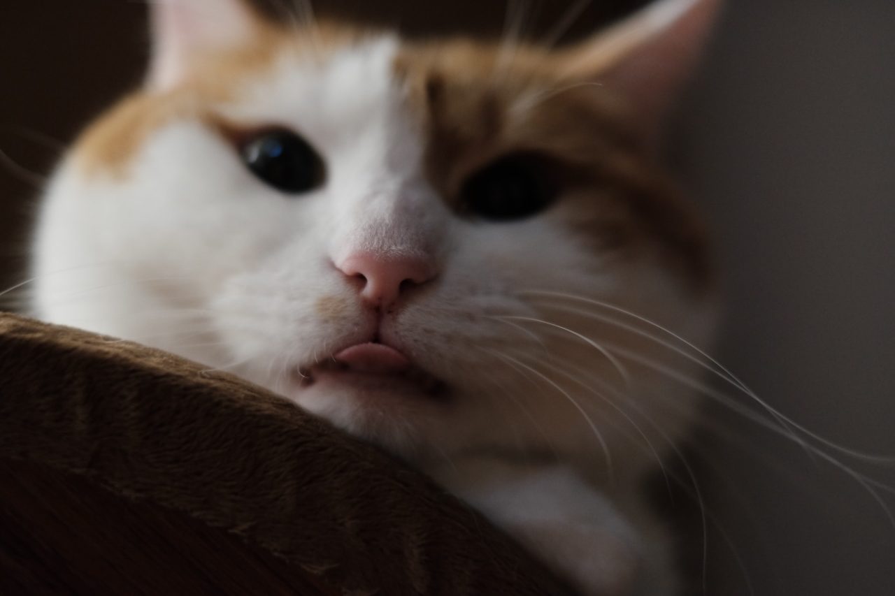 Why Is My Cat Licking The Floor? 10 Surprising Reasons