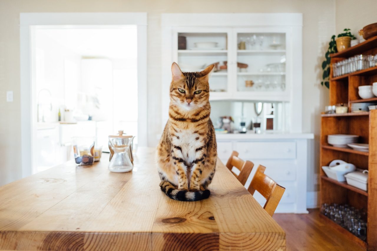 Why Is Your Cat Peeing On The Stove And What To Do About It?