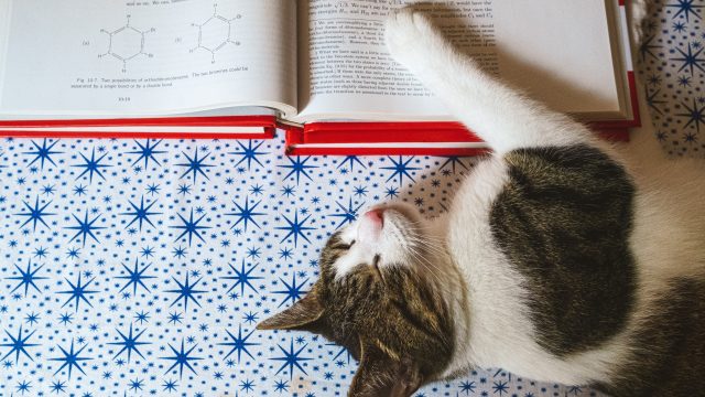 Scientist cat names