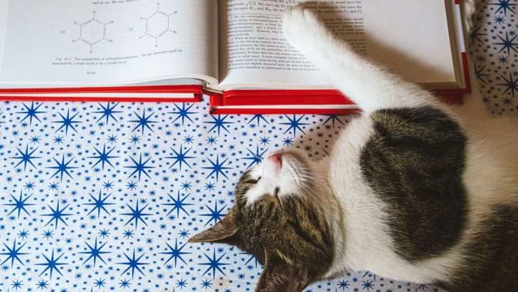 420 Bilim İnsanı Kedi İsmi Küçük "Archimeowdes "ınız İçin