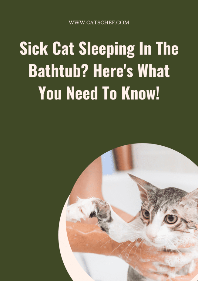 Sick Cat Sleeping In The Bathtub? Here's What You Need To Know!