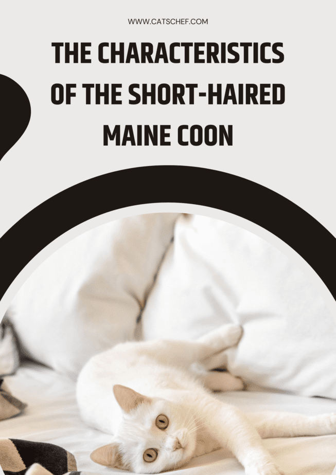 The Characteristics Of The Short-Haired Maine Coon