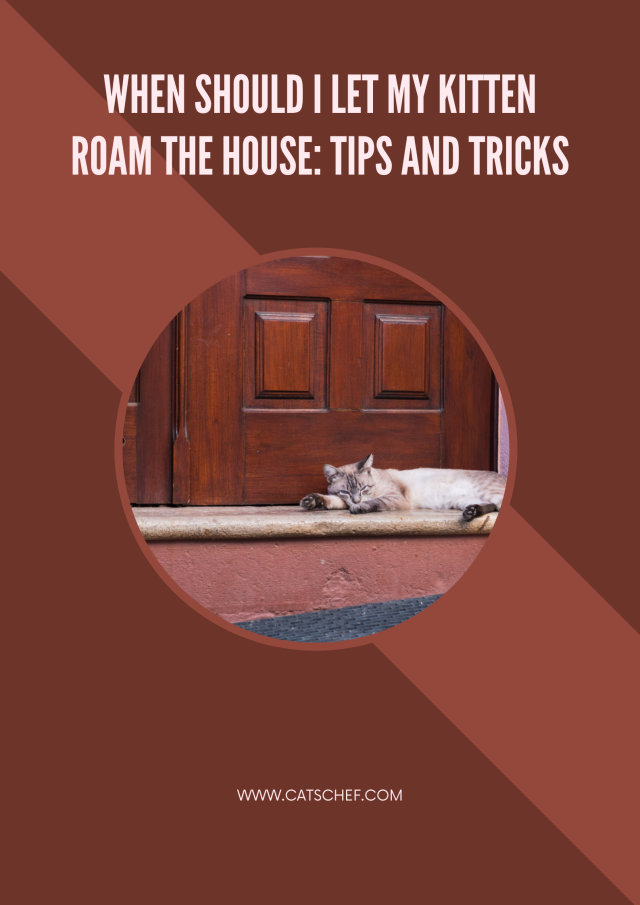 When Should I Let My Kitten Roam The House Tips And Tricks
