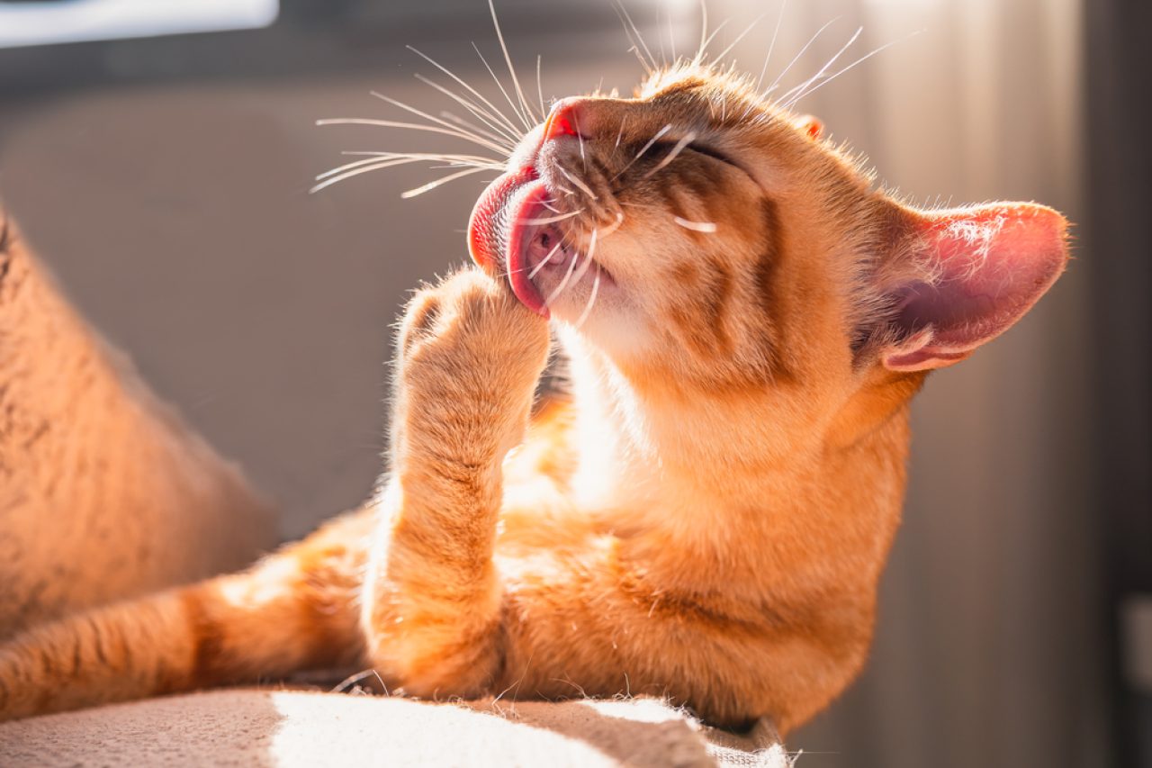 Why Are My Cat's Paw Pads Peeling? What Do I Do?!