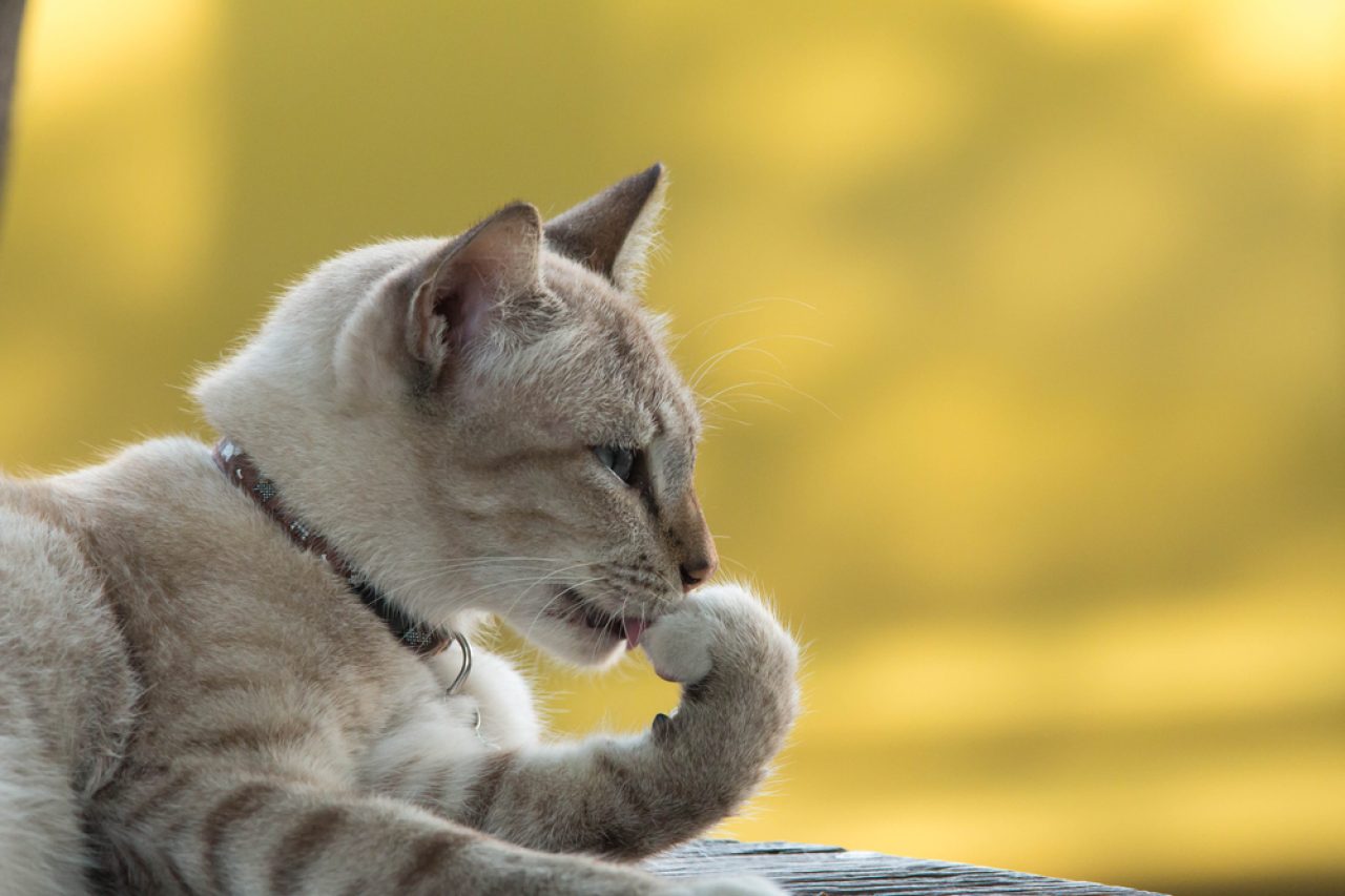 Why Are My Cat's Paw Pads Peeling? What Do I Do?!