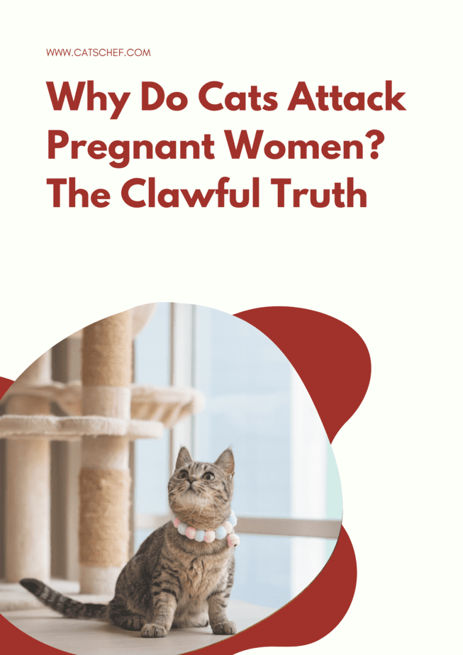 Why Do Cats Attack Pregnant Women? The Clawful Truth