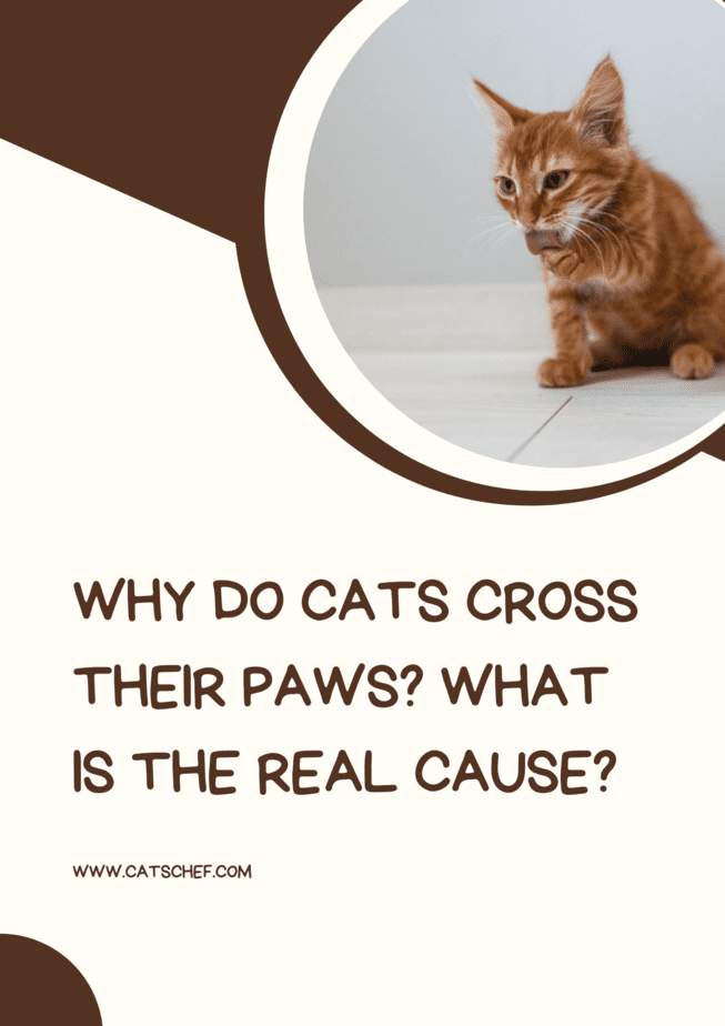 Why Do Cats Cross Their Paws? What Is The Real Cause?