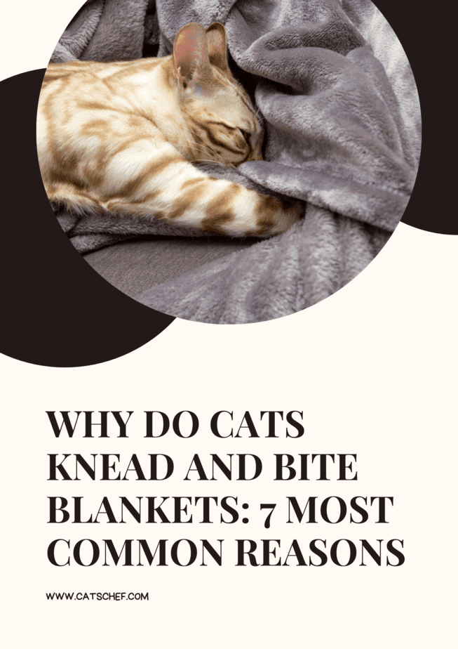 Why Do Cats Knead And Bite Blankets 7 Most Common Reasons