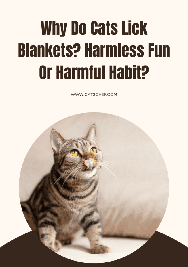 Why Do Cats Lick Blankets? Harmless Fun Or Harmful Habit?