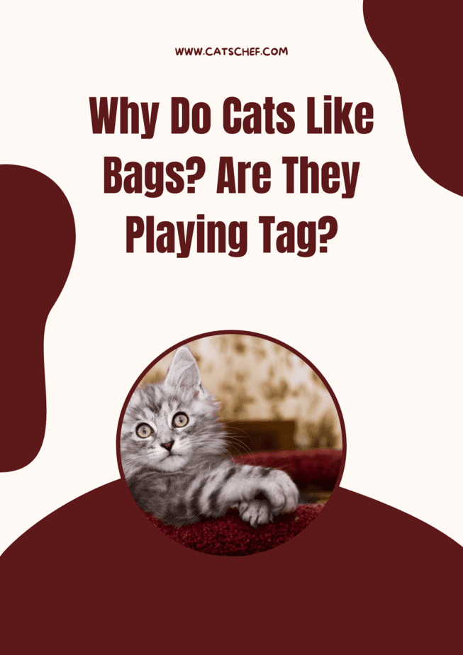 Why Do Cats Like Bags? Are They Playing Tag?