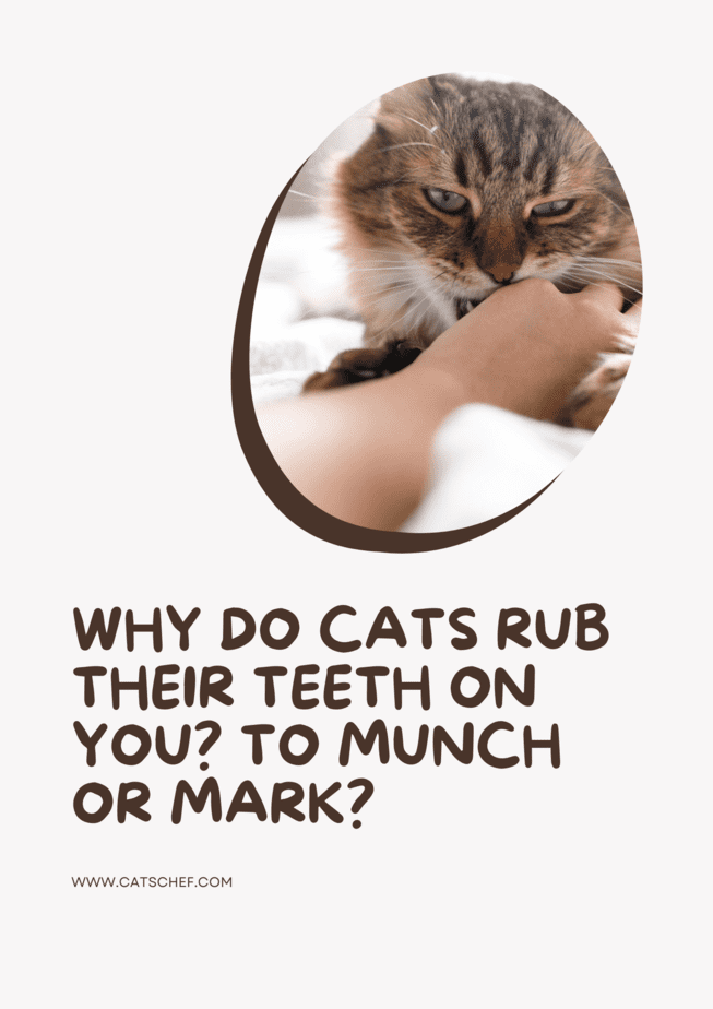 Kediler Neden Dişlerini Size Sürter? Çiğnemek için mi, İşaretlemek için mi?