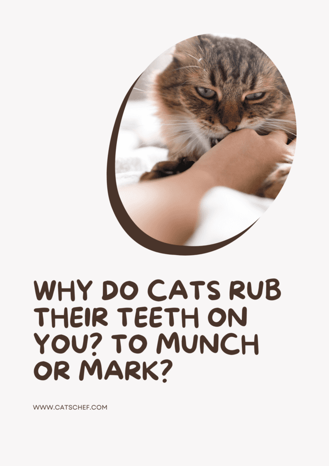 Why Do Cats Rub Their Teeth On You? To Munch or Mark?