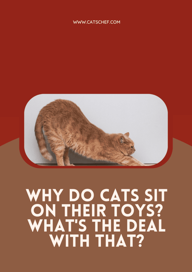 Why Do Cats Sit On Their Toys? What's The Deal With That?
