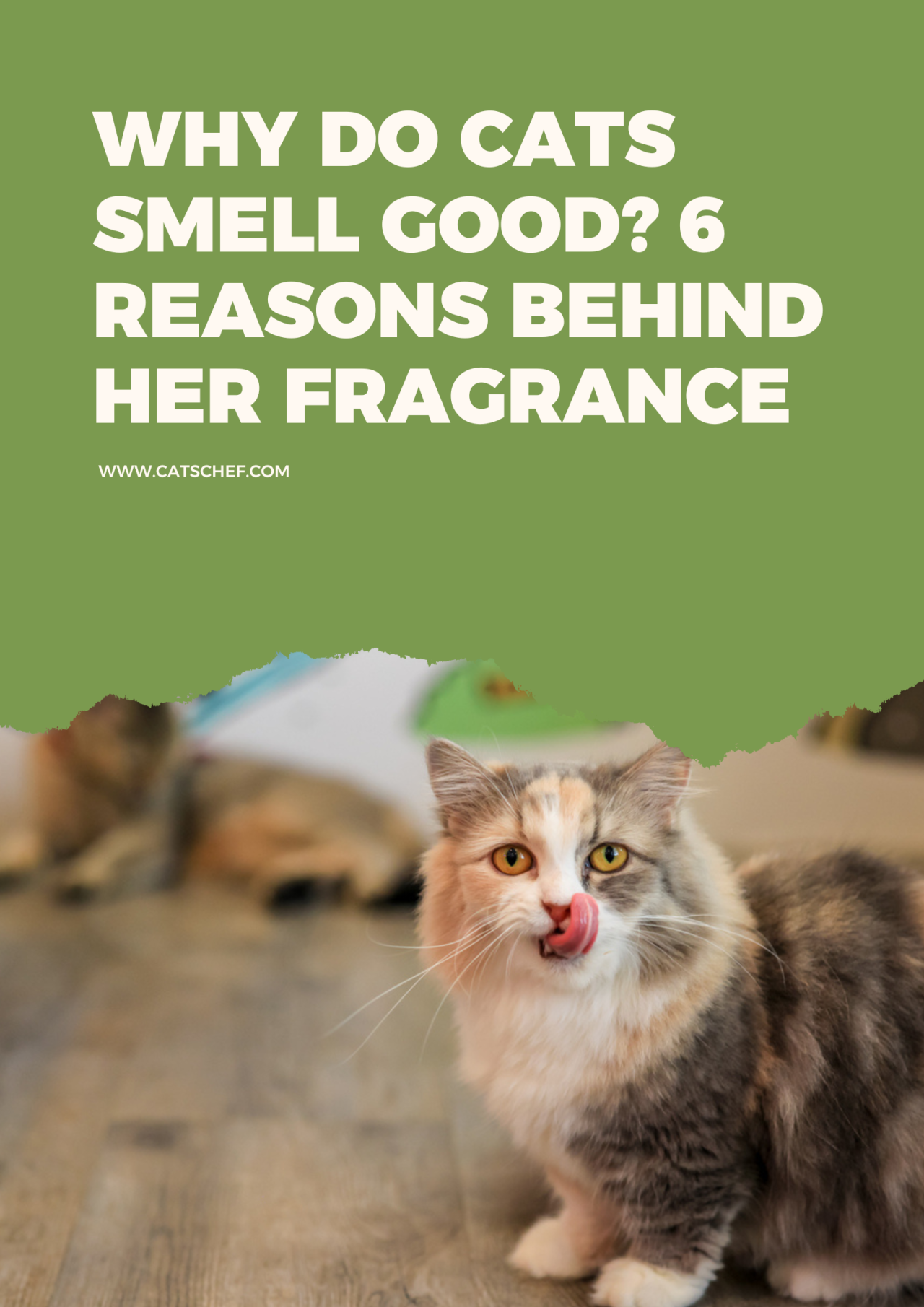 The Definitive Guide To Cats And The Smell Of Marijuana - 44w7bit