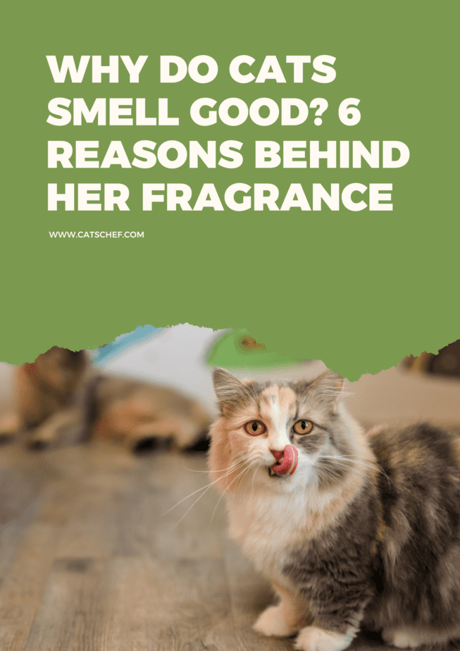 Why Do Cats Smell Good? 6 Reasons Behind Her Fragrance