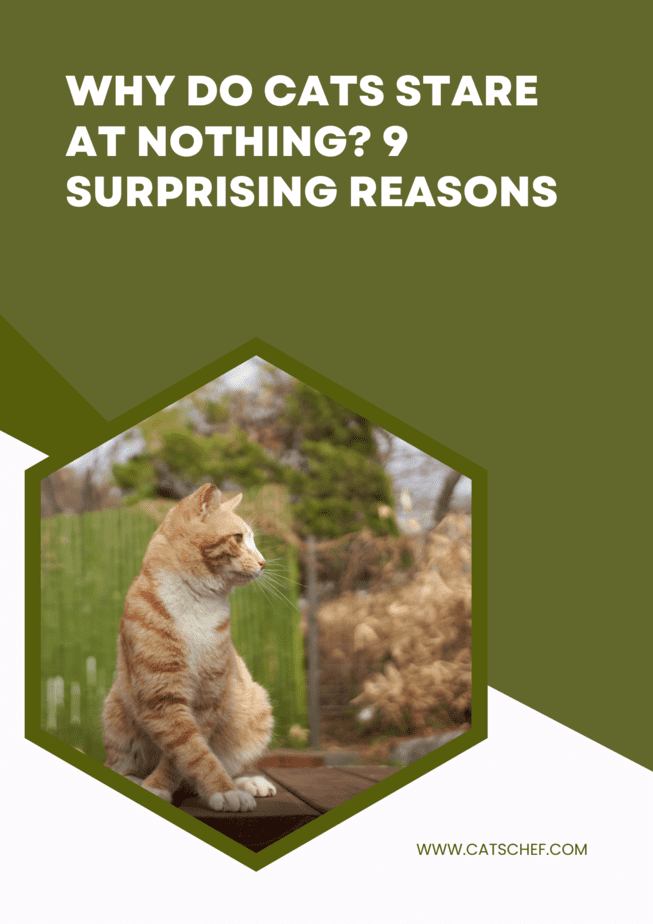 Kediler Neden Hiçbir Şeye Bakmaz? 9 Şaşırtıcı Neden
